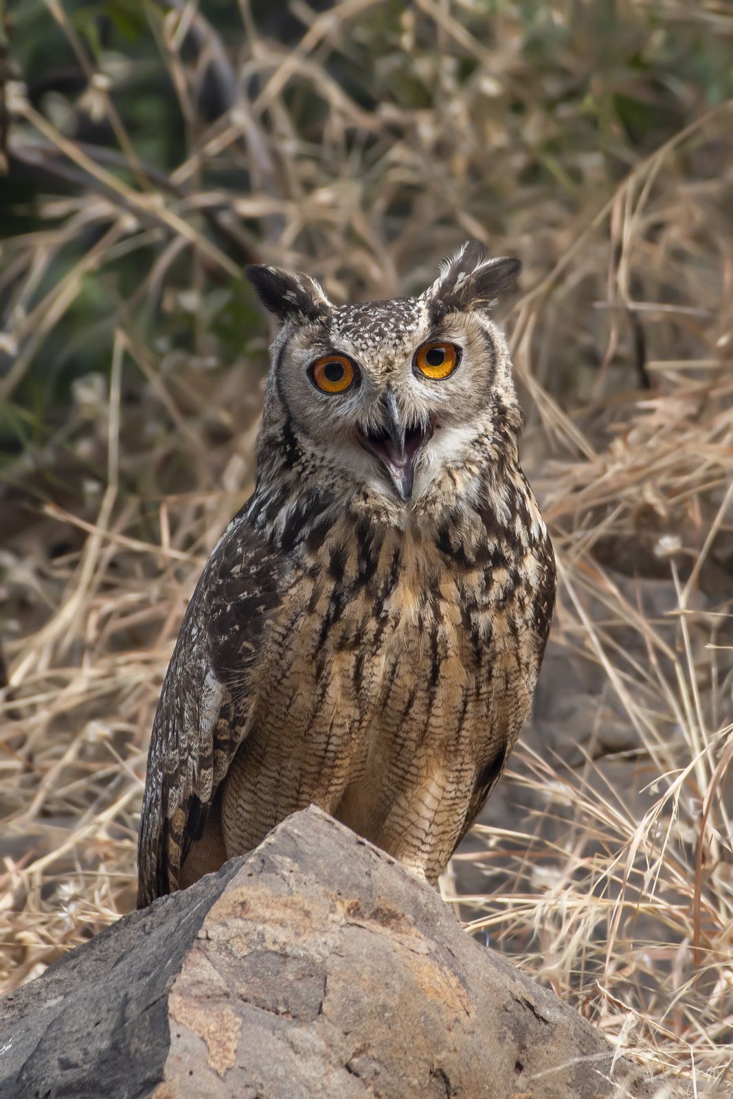 Indian eagle owl (9)